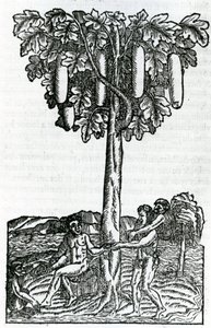 Boomoogst, illustratie uit Singulariteiten van Frankrijk Antarctique, door Andre de Thevet, 1558 door French School